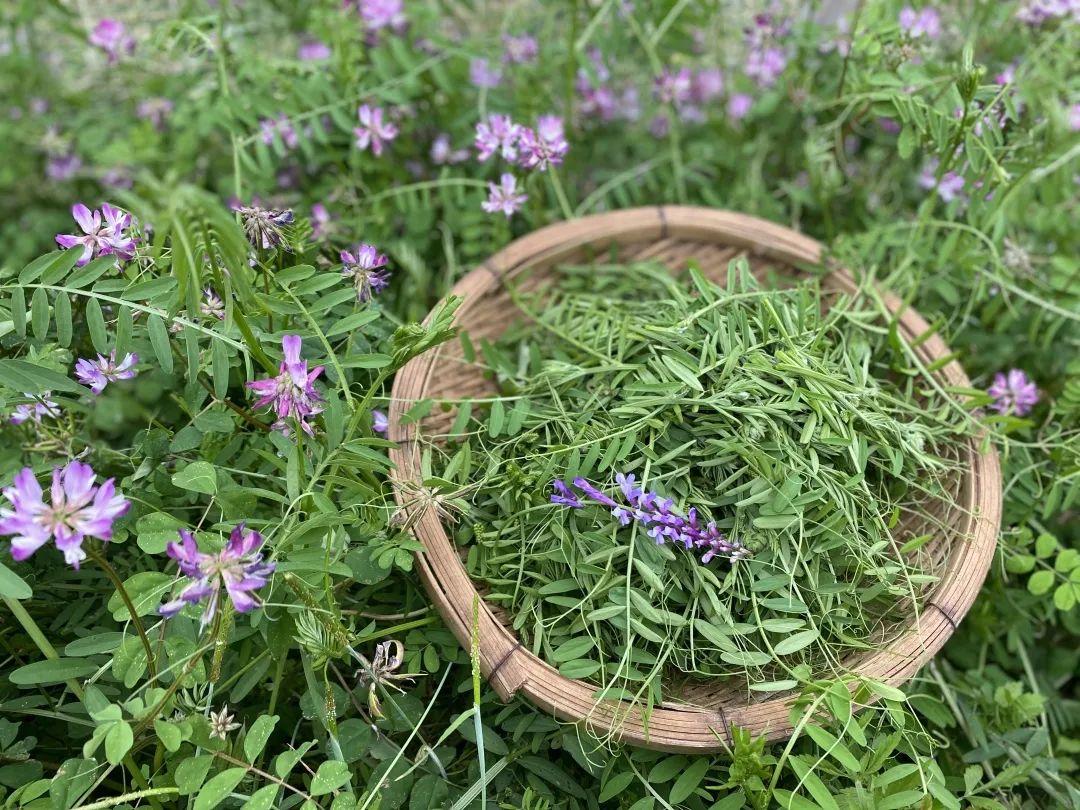 一,吃江西苕,要趁早