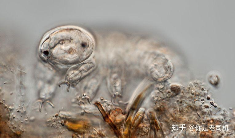 人体也能防辐射科学家破解水熊虫关键基因能应用在人类身上
