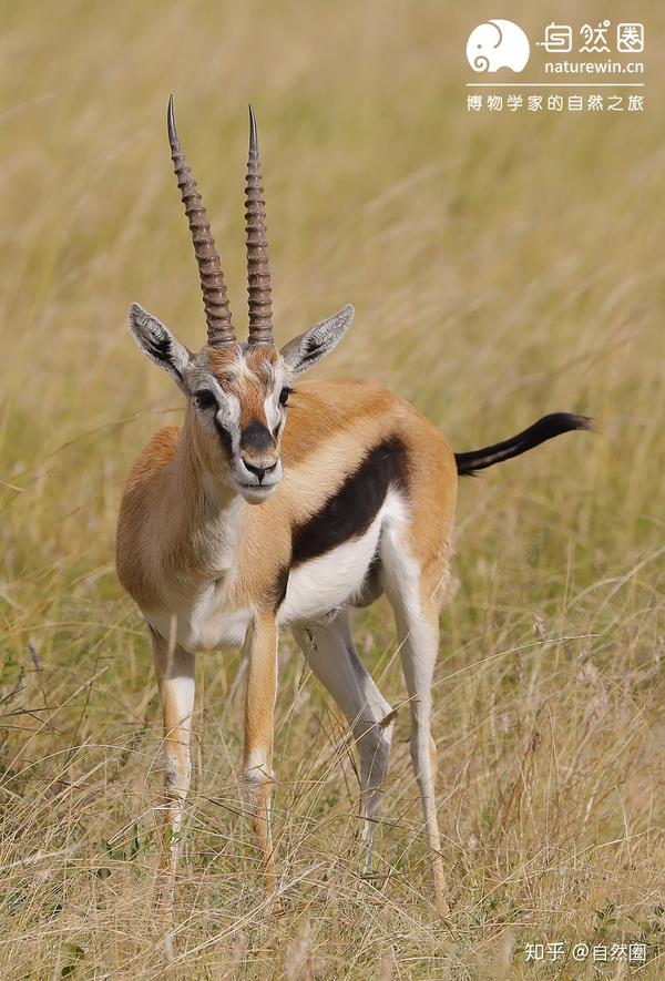多图预警| 非洲羚羊大选美——力量、犄角与速度