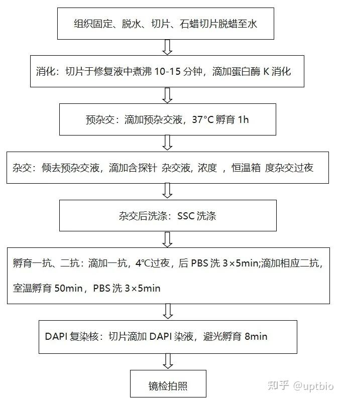 【实用干货】IF-FISH 蛋白与DNA或者RNA共定位 - 知乎