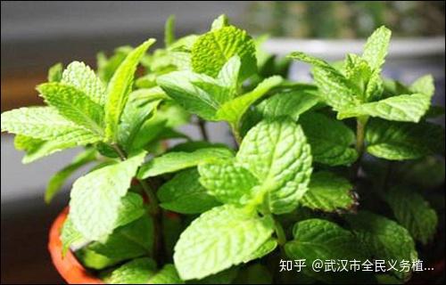 夏天家里怎能不养一盆薄荷好看好闻还养生
