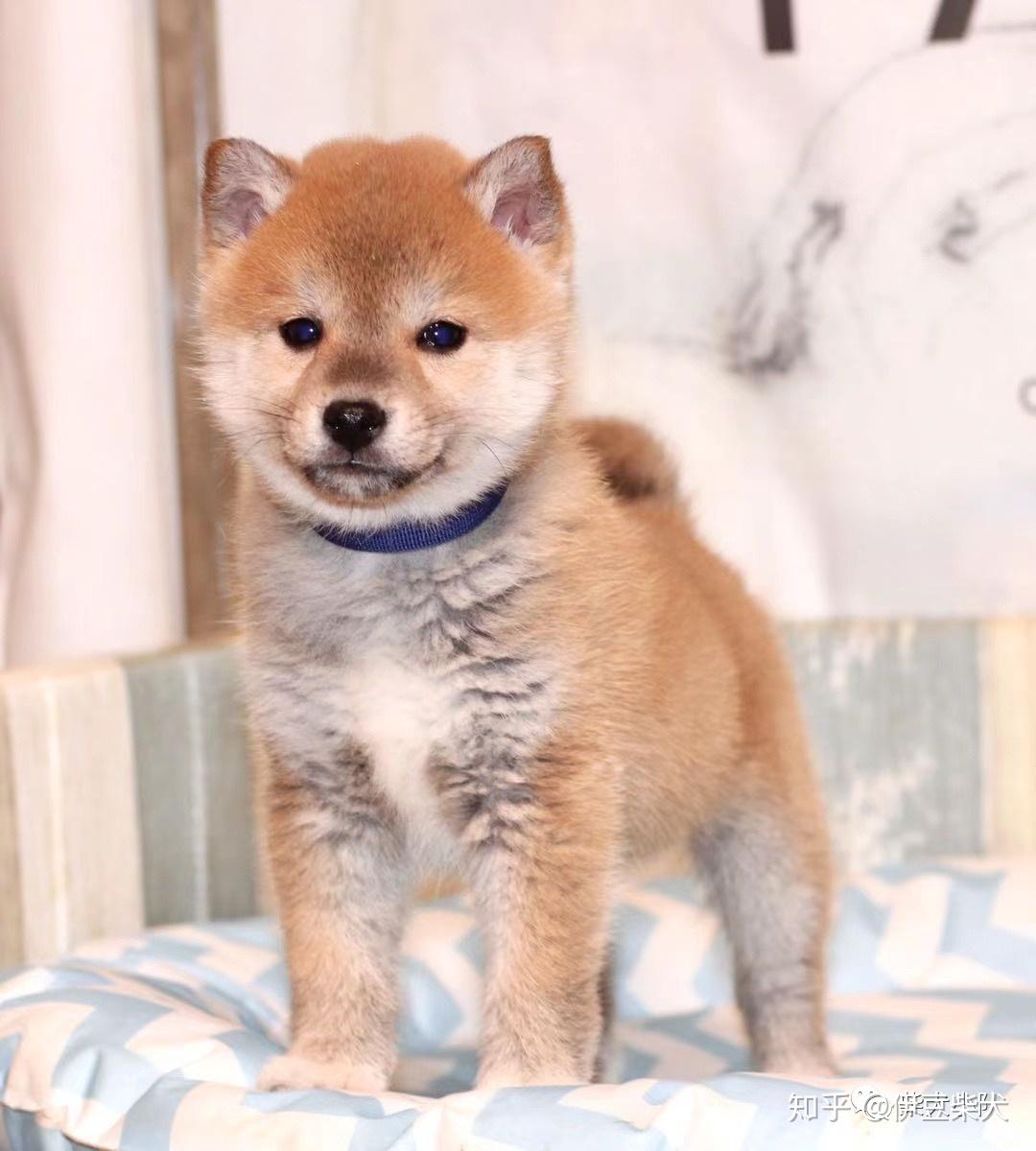 在日本买柴犬价格会比国内便宜吗？ - 知乎