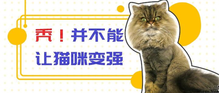 天气热了 我该给我的猫剃毛吗 知乎 天气热了 我该给我的猫剃毛吗 知乎