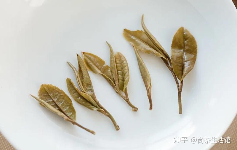 尚茶带你了解一杯好白茶的标准