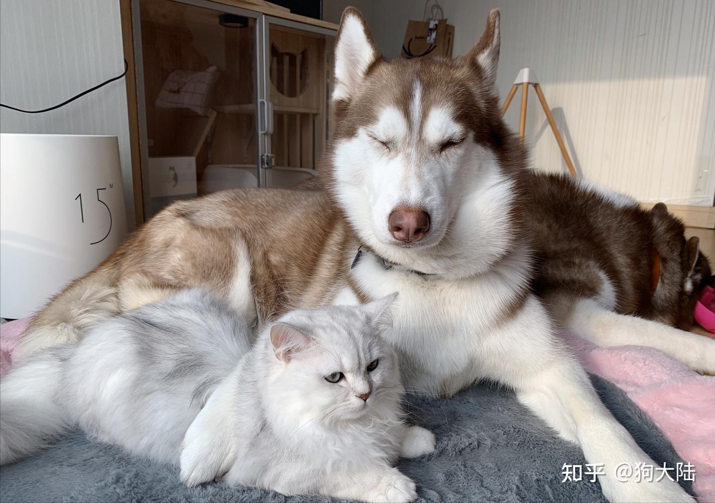 注意:"养狗"和"养猫"区别很大,别养错了! - 知乎