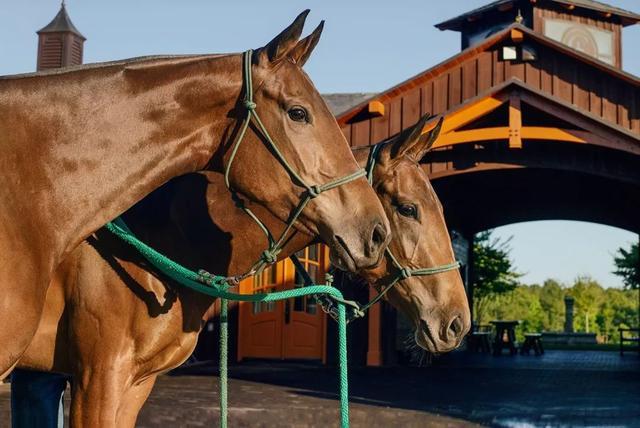 2003年,世上首只已灭绝物种,布卡多山羊(bucardo)在西班牙一家实验室