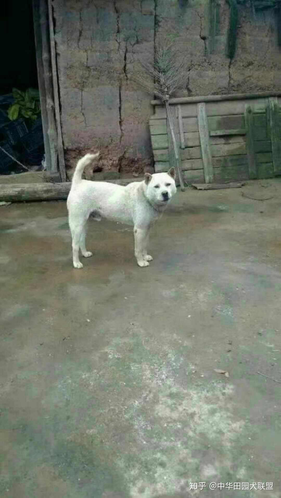 立耳犬种小型犬 v2-e2ba287237c6c6c88e4fbff73663a50e_r.jpg