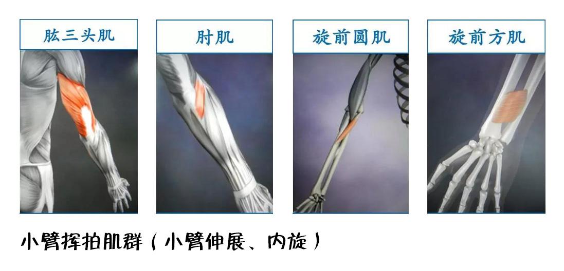 羽毛球揮拍技巧之手臂動作基本動作篇