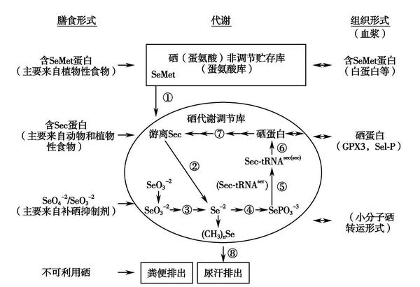 第四节 硒 - 知乎