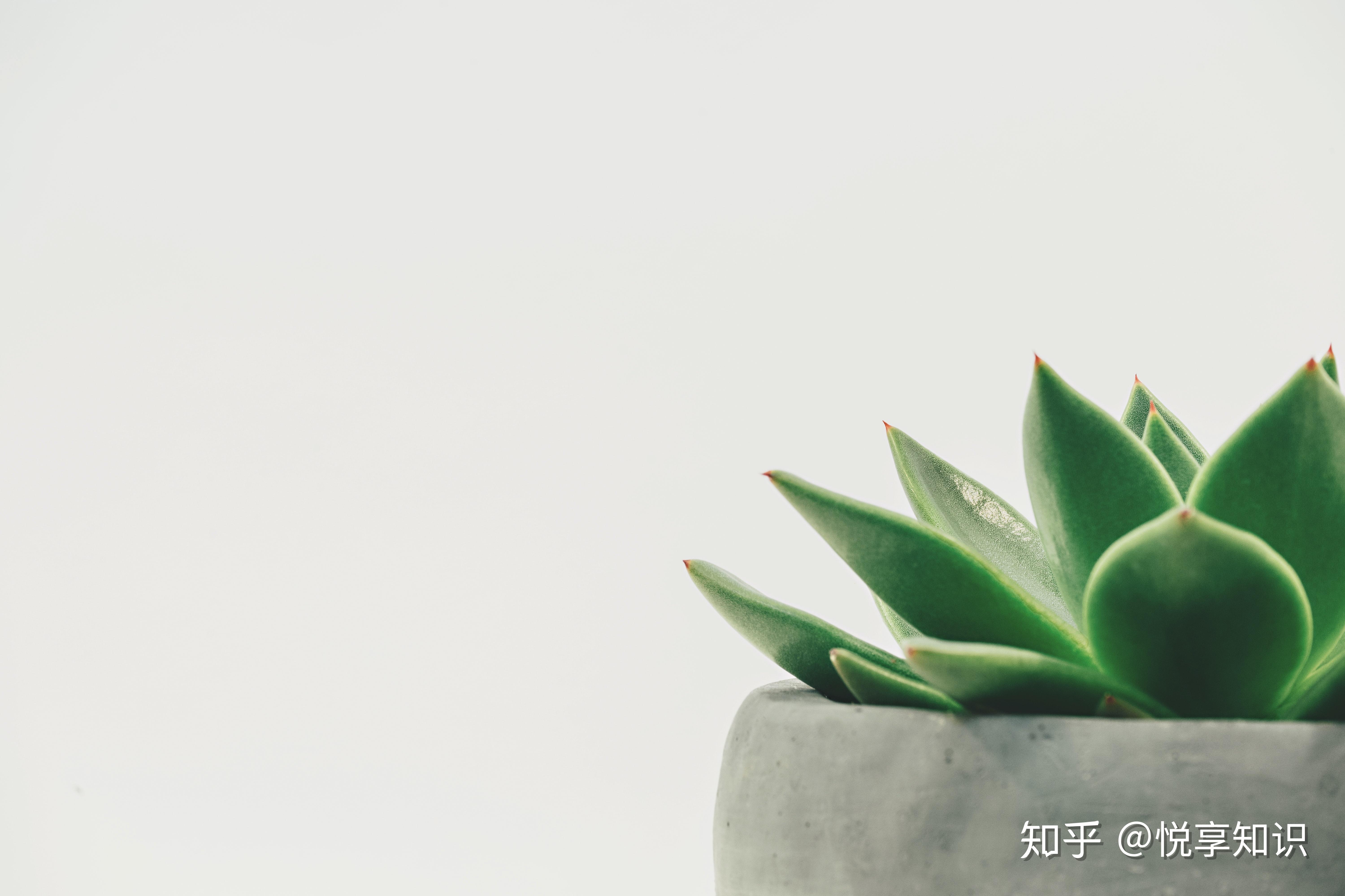 如何选择合适的绿植,为我们的房间增光添彩,绿意盎然 - 知乎