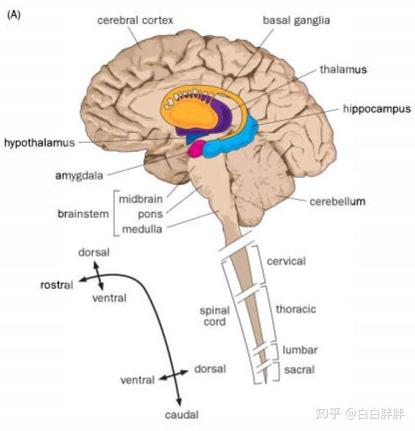 v2-e2d95c1c133c877f3ecd87e9adfc504e_r.jpg