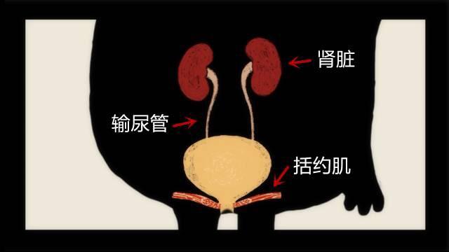 憋尿會對身體有什麼影響呢? - 知乎