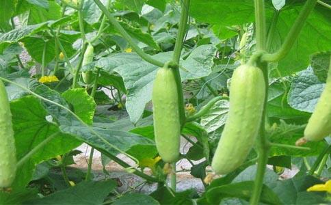 如何挑选带泥黄瓜 v2-e2ea60e2e3aebf68912602b1945c1187_1440w.jpg?source=172ae18b