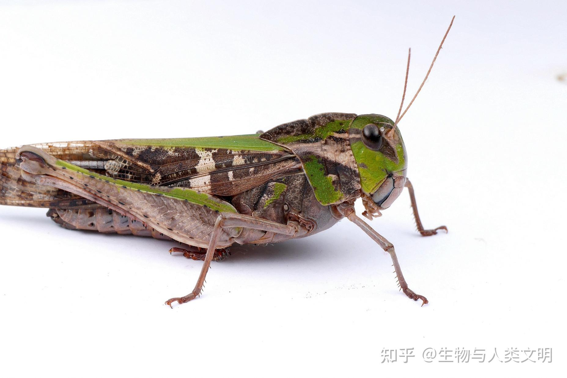 【动物界全系列】蝗总科—网翅蝗科（下）：台蝗 - 知乎
