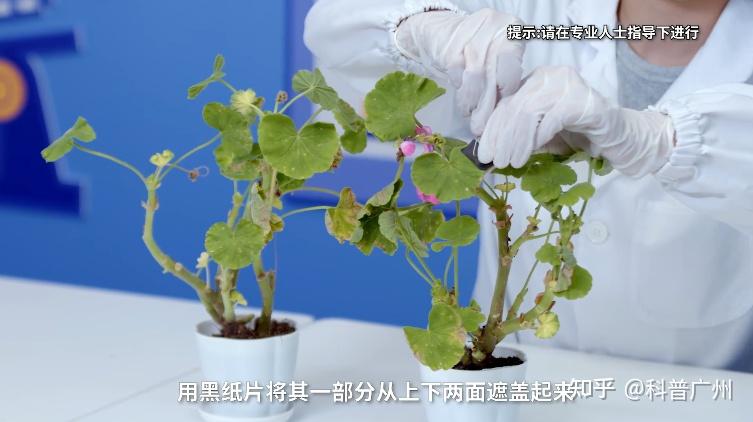 光合作用之天竺葵小实验