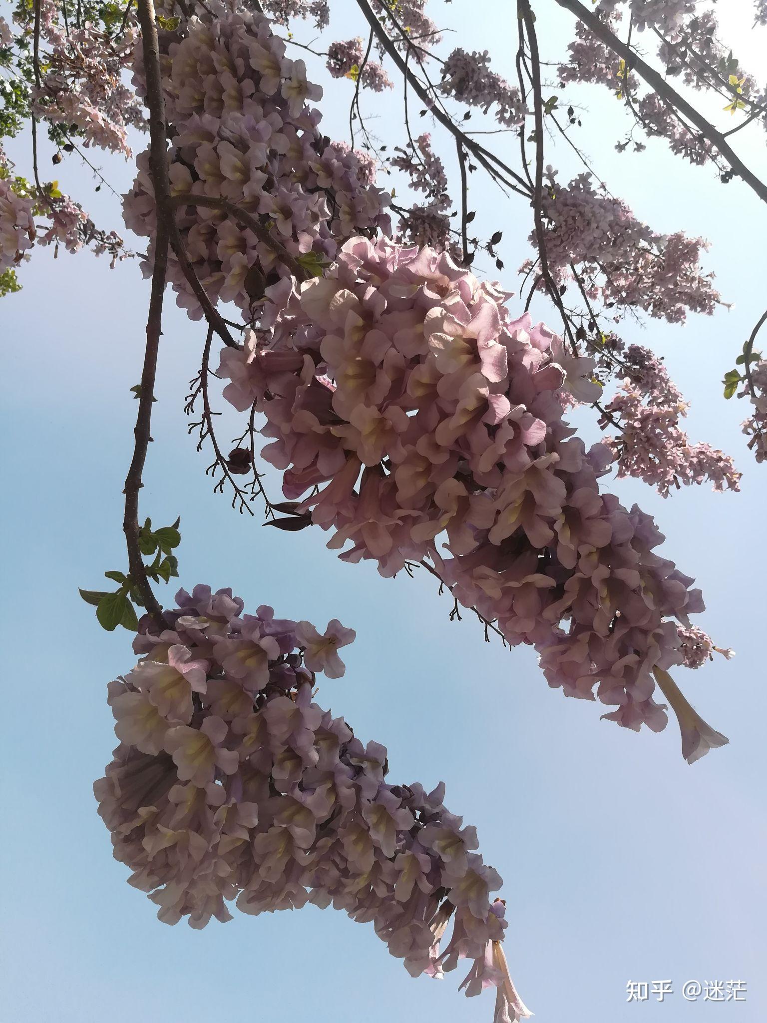 梧桐树春天的样子图片