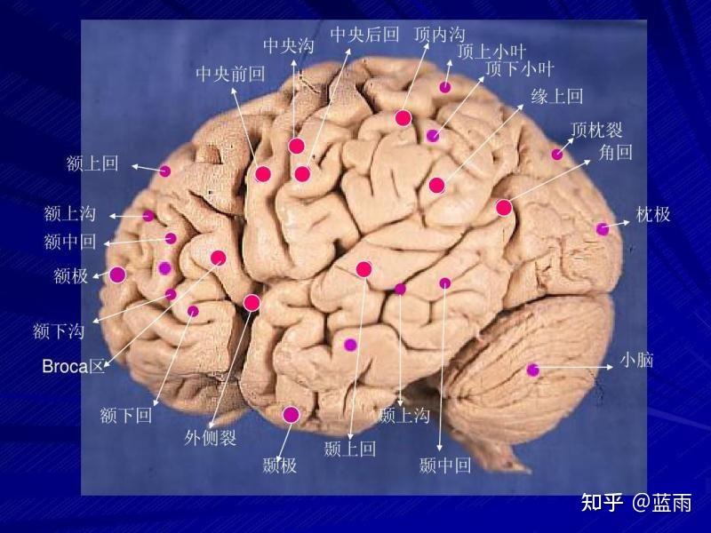 额叶外侧面病变临床表现 - 知乎