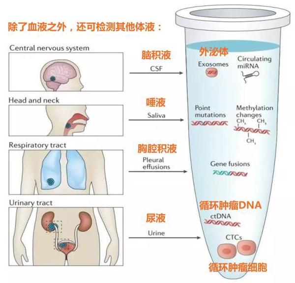 活检(活检是什么意思)