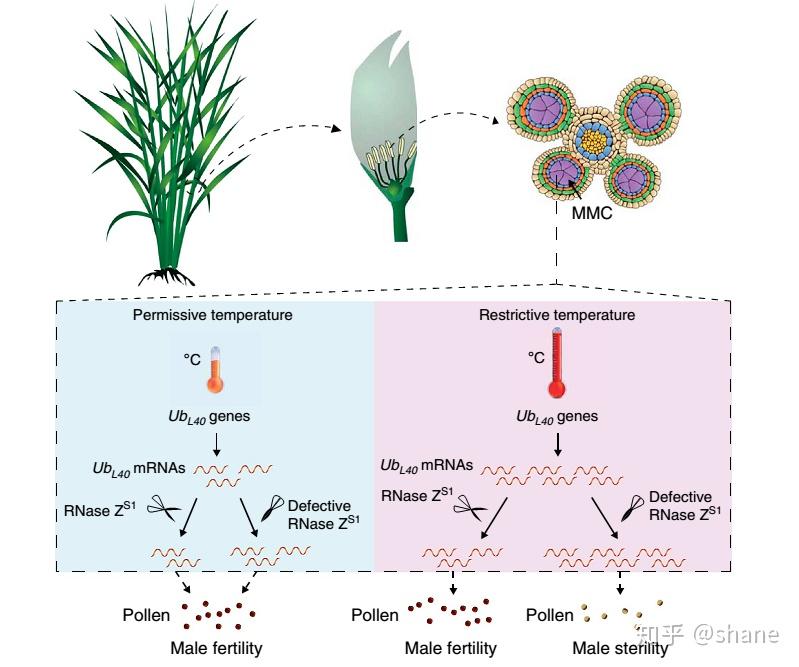 光照温度敏感的水稻雄性不育分子机制