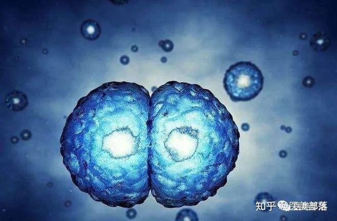 科普 | 生命科学:生物体内的
