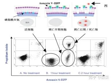 做细胞凋亡实验，这3条通路、6种方法你都知道吗？ - 知乎