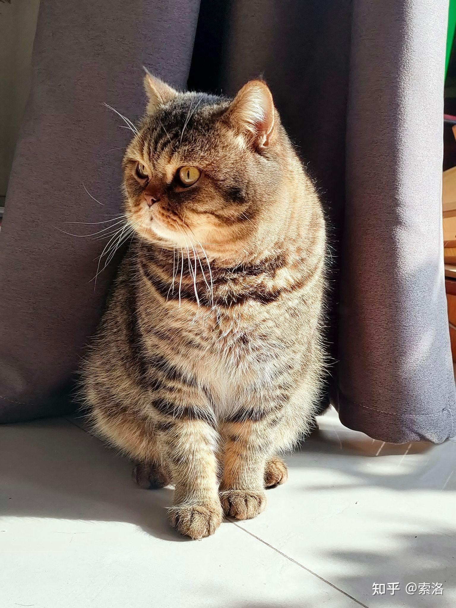 网上买了一只英短金虎斑猫,大家帮我看看是不是狸花猫? - 知乎