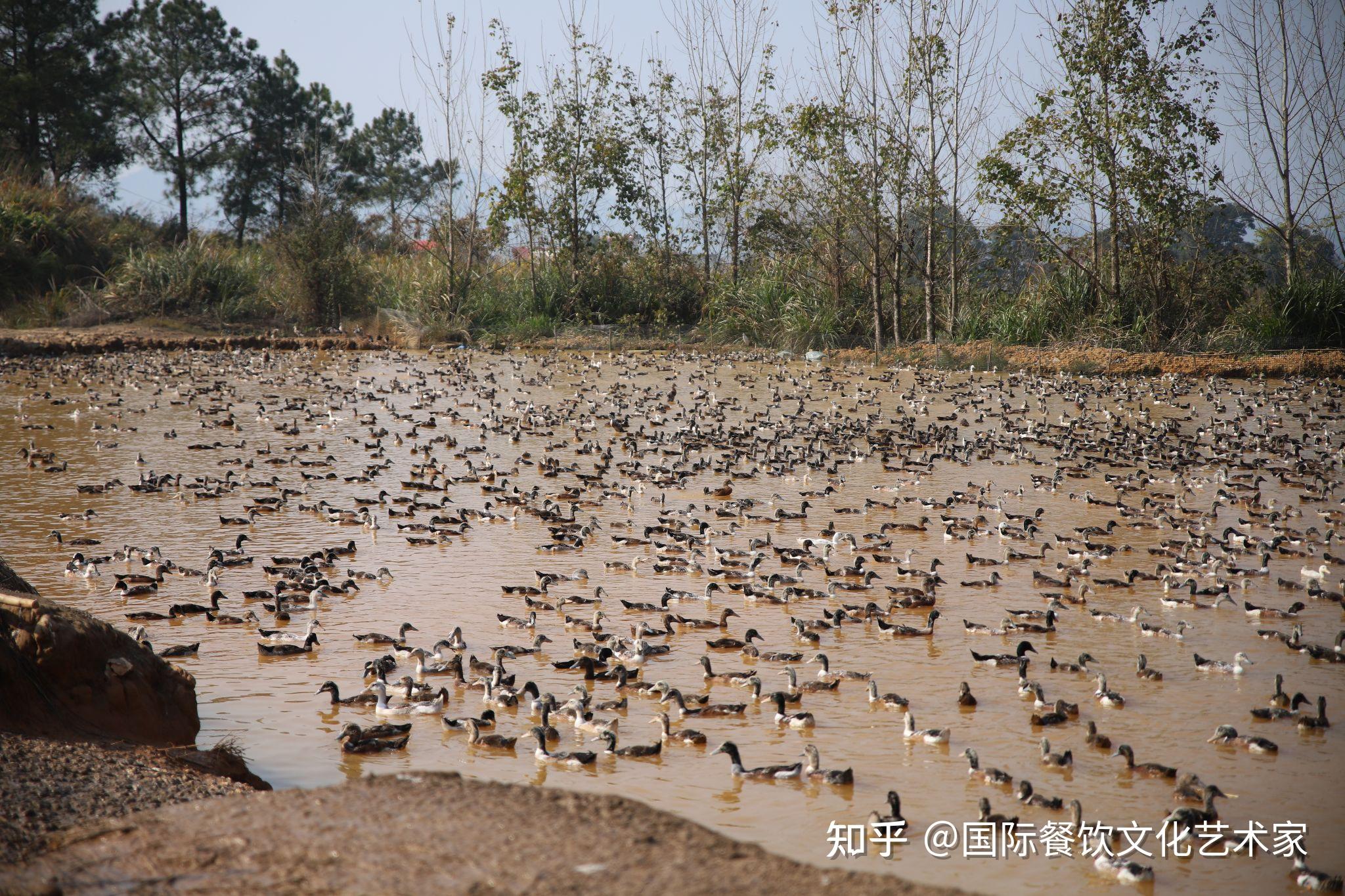 萍乡老萍巷莲花血鸭图片