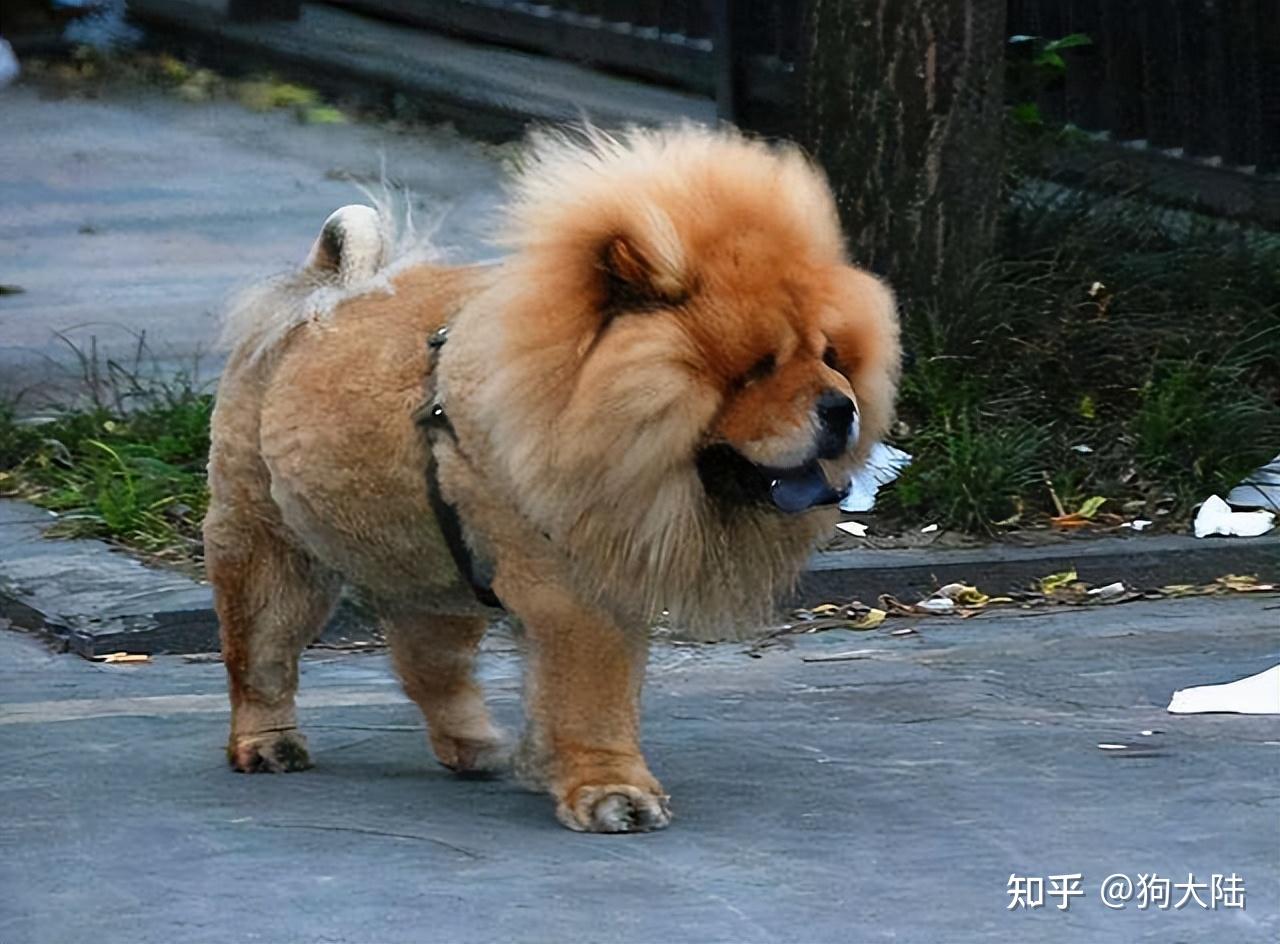 为何现代人“不太敢”养松狮犬？这4点，很多人接受不了 - 知乎