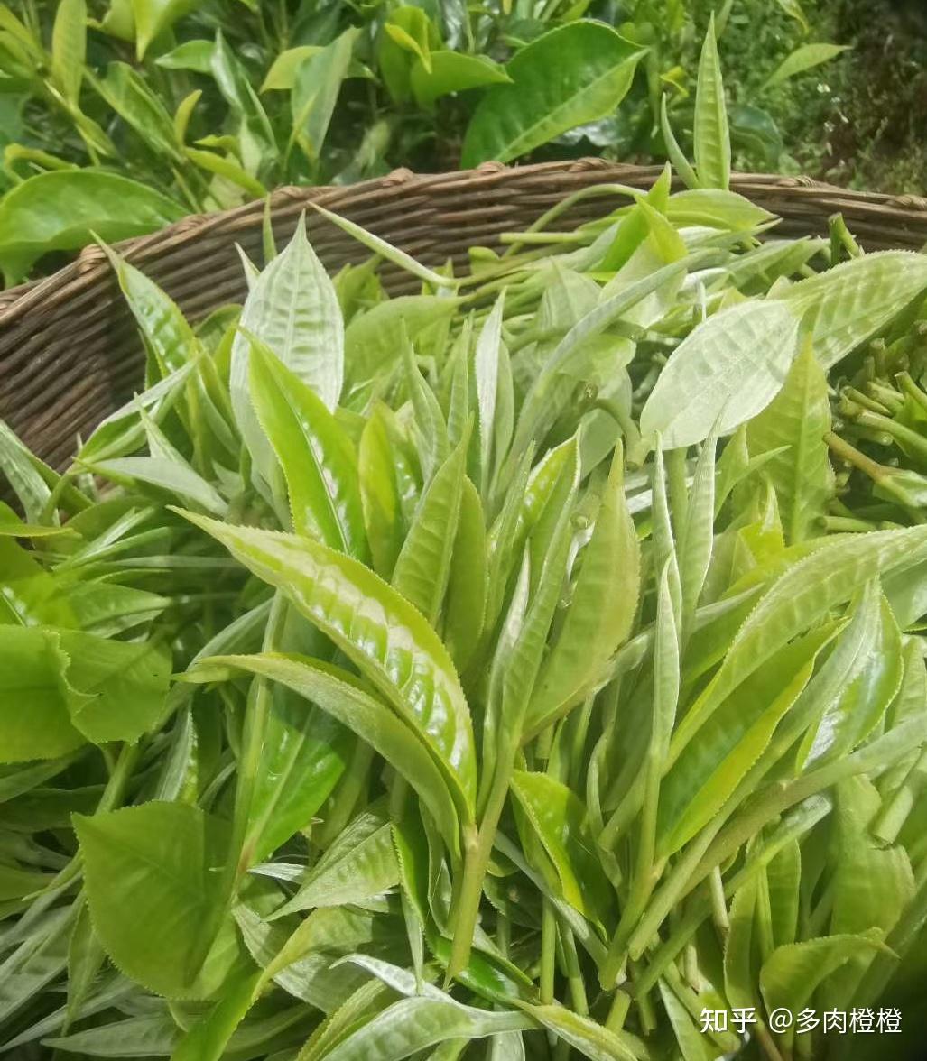 景谷大白茶究竟是什么茶 - 知乎