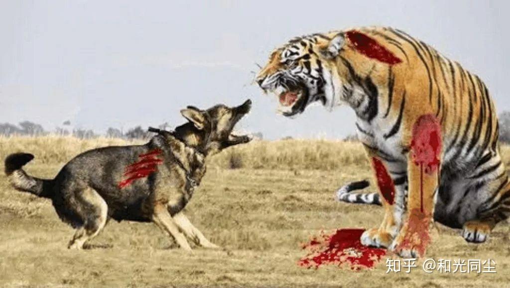 这只鹰的眼睛长在屁股上而屁股眼长在脸上为什么长得如此奇葩