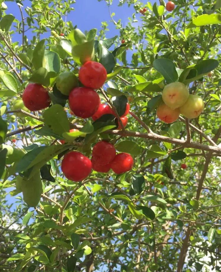 海南第一批针叶樱桃