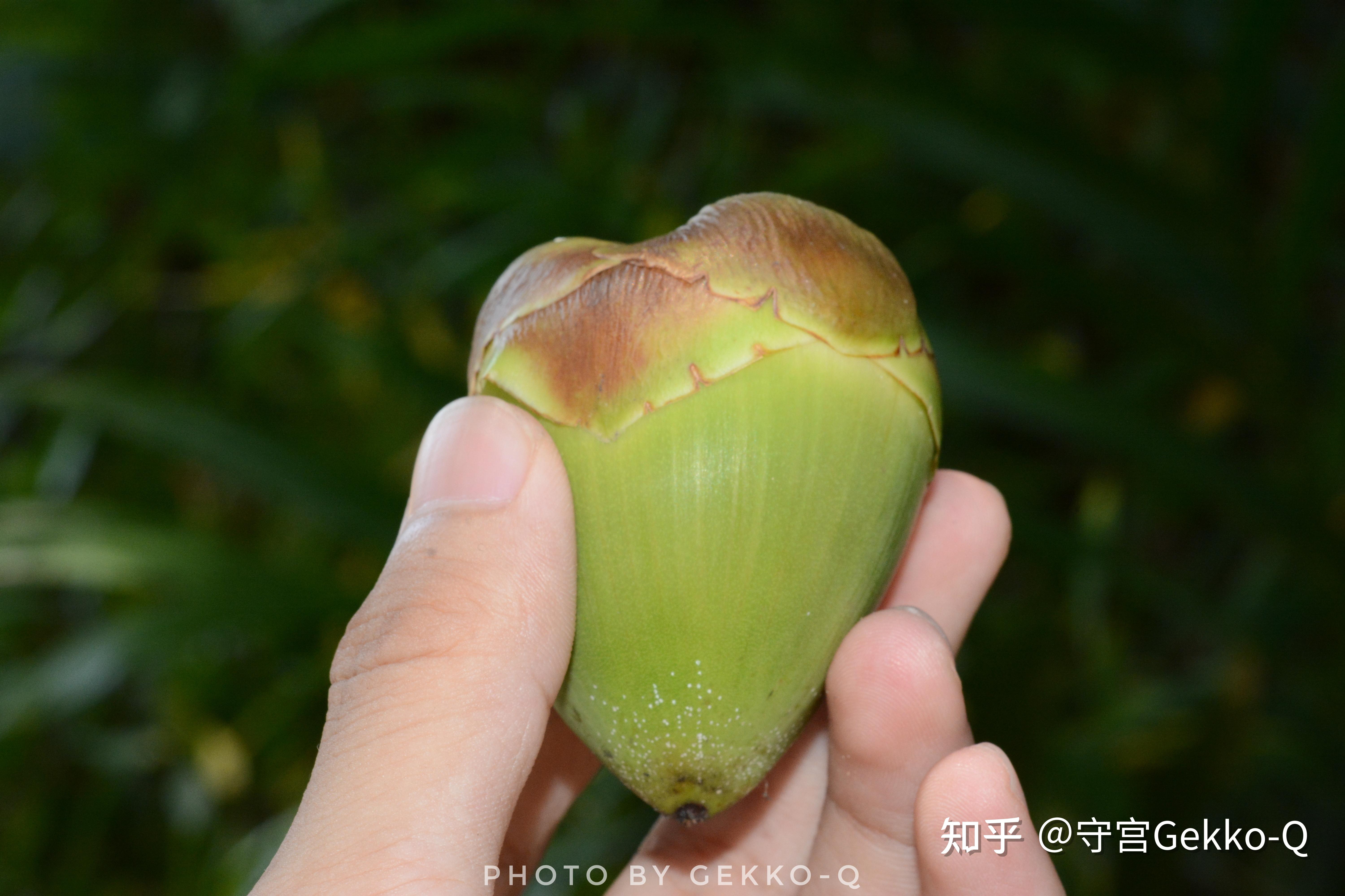 论飞行,植物种子才是专业的 - 知乎