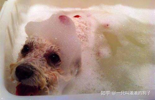 5个月的博美脸上的毛掉光了