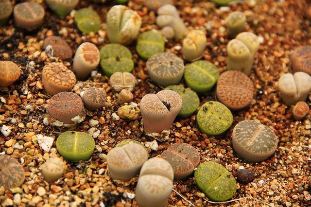 多肉怎么种 种子 v2-e3583e73be59e2d3218e23946bf42f9c_1440w.jpg?source=172ae18b