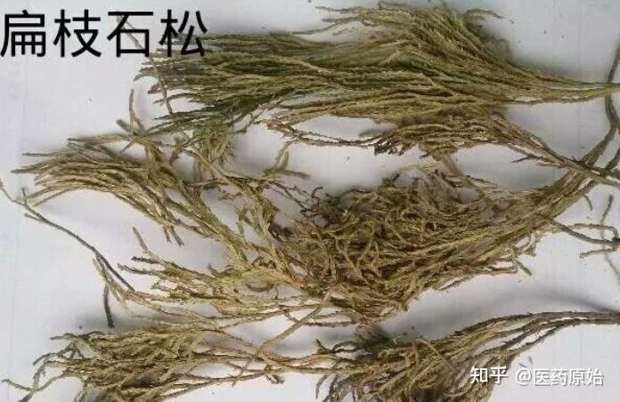 带你识别伸筋草 - 知乎