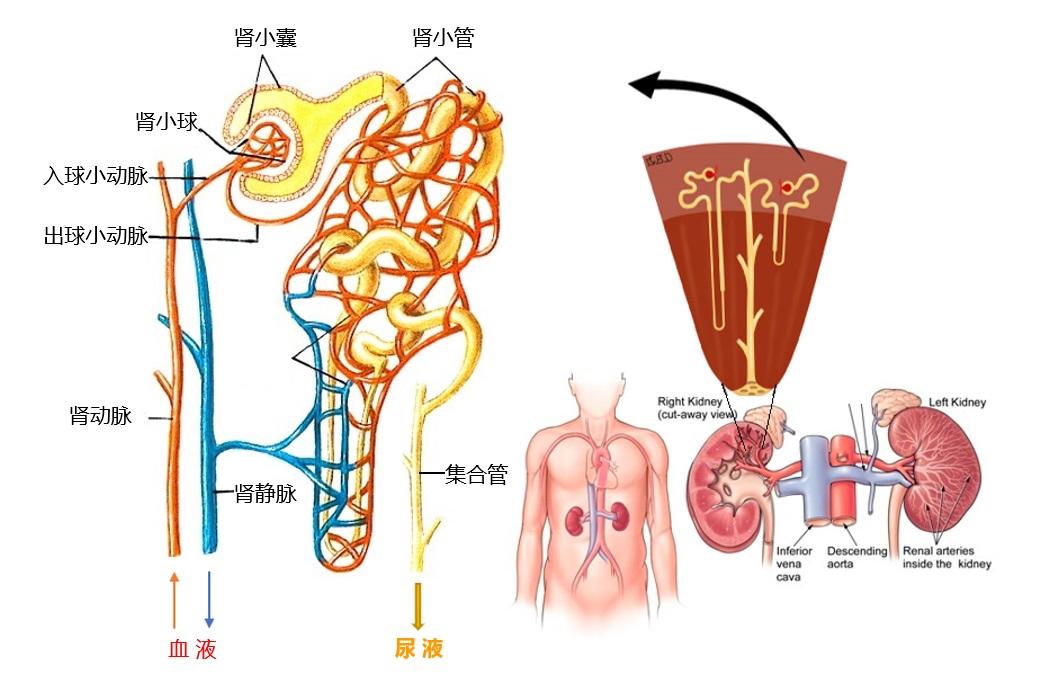 肾小管和集合管示意图图片