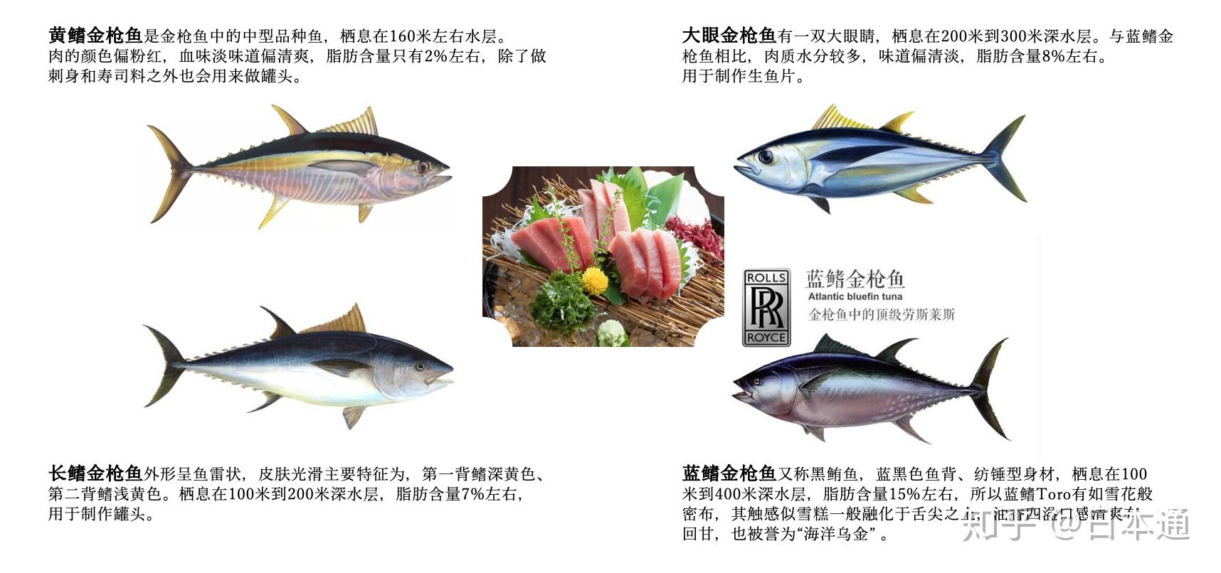 享有鱼中劳斯莱斯大名的近大蓝鳍金枪鱼