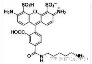 af488 尸胺,常被用于细胞标记和荧光显微镜成像