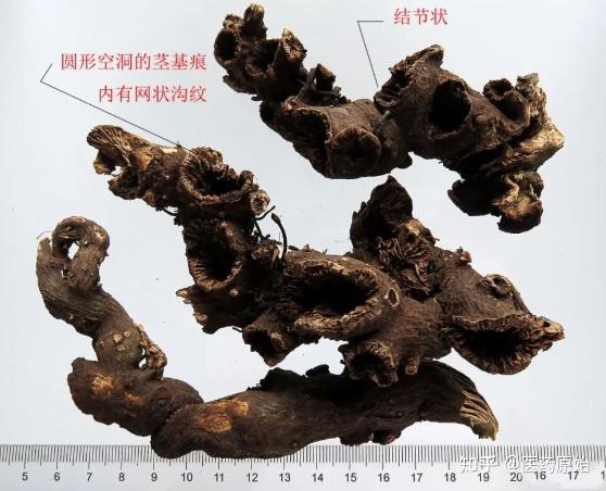 带你识别升麻 - 知乎