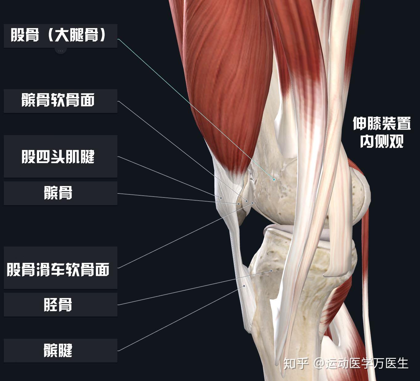一个动作养护膝关节 让你的膝盖晚“报废”十年_健康_环球网