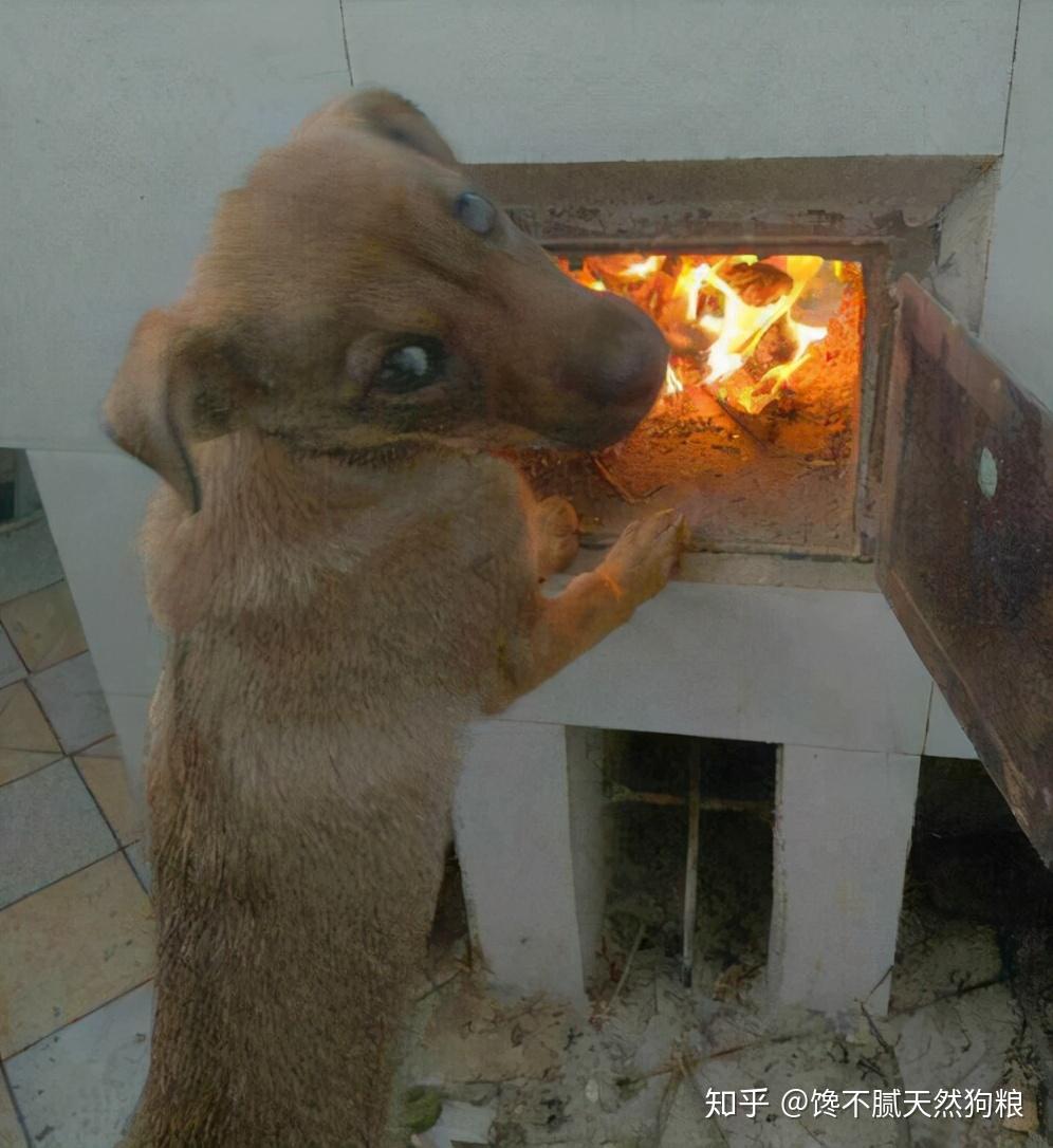 冬天可不能这样养泰迪犬身体会坏掉