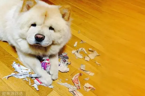 狗狗天生爱撕纸?购物狂欢之后,别把快递纸箱丢了