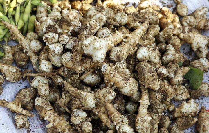 田间的野生洋姜营养价值高脆甜可口开胃下饭附种植技术