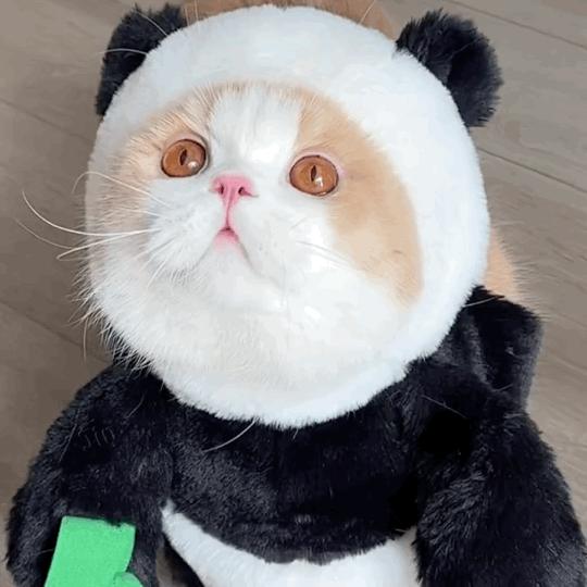 18个网红猫豆包表情包宝贝我来了兔兔祟祟你找我嘛事