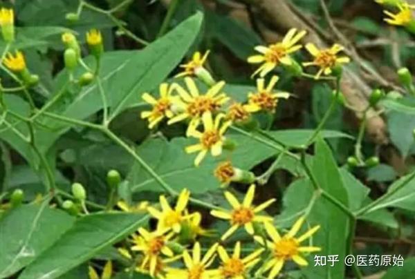 带你识别千里光 - 知乎