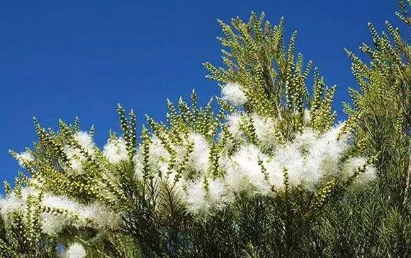 王妃随身携带的茶树精油究竟有什么秘密