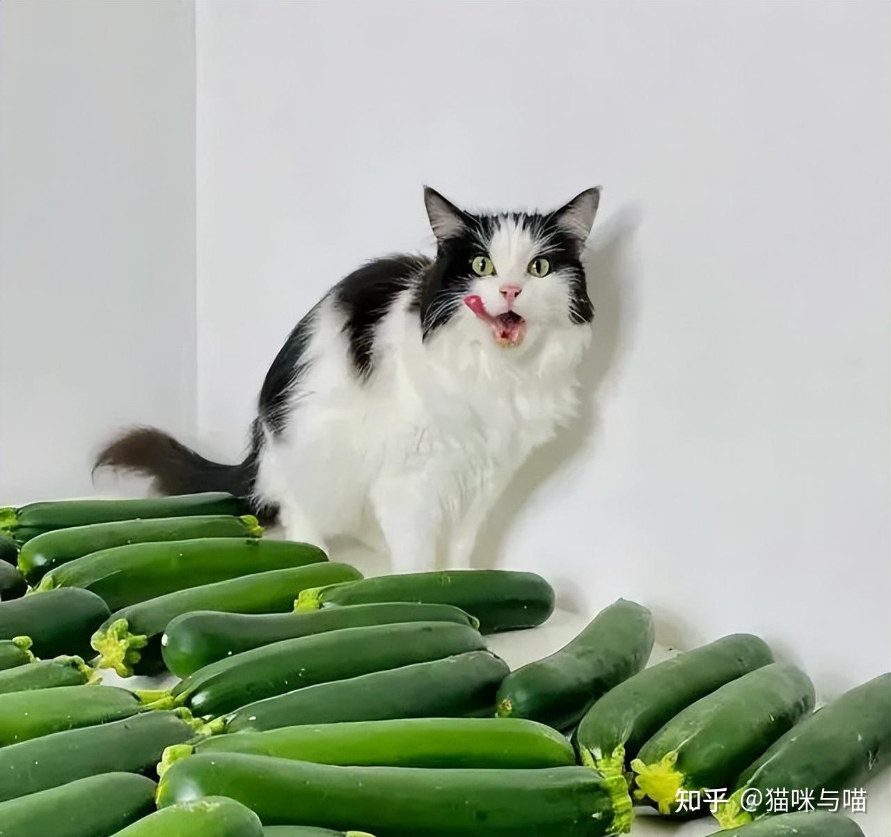 这只猫咪的饮食也太健康了，不爱罐头却喜欢黄瓜，啃起来津津有味- 知乎