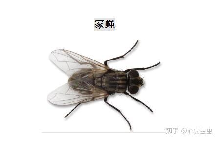 家蝇、丽蝇、麻蝇、丝光绿蝇，蝇类家事知多少？ - 知乎
