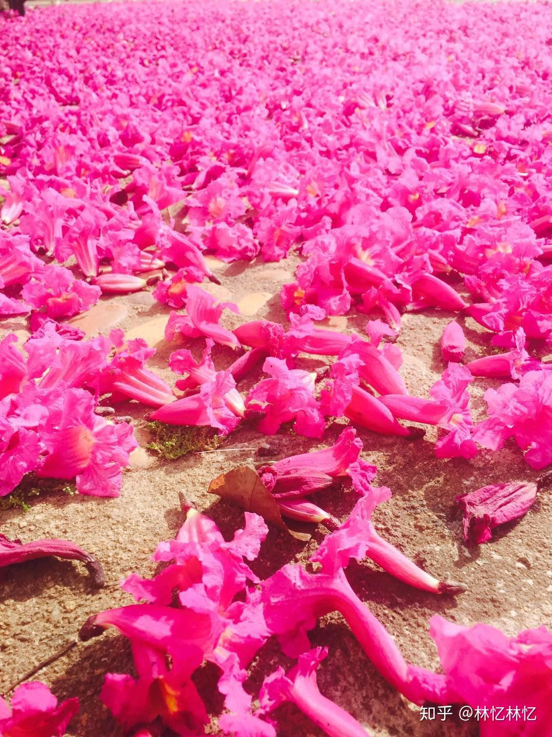 且行且记-巴西圣保罗之旅- 知乎