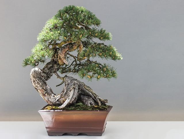 盘点适合制成盆景的五种松树 你喜欢哪一种 知乎 盘点适合制成盆景的五种松树 你喜欢哪一种 知乎